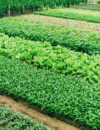 Cultivo